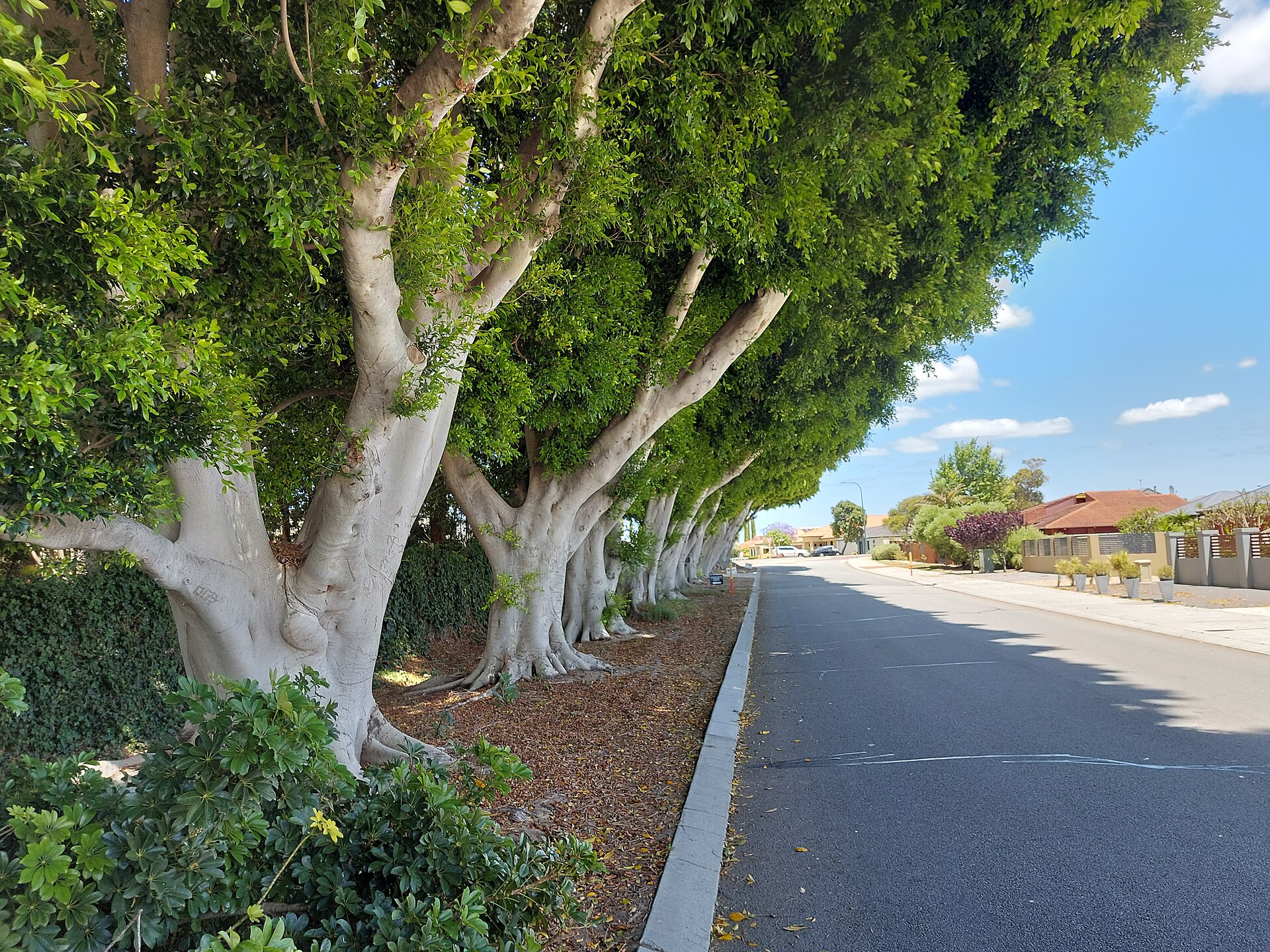 Landsdale, Perth